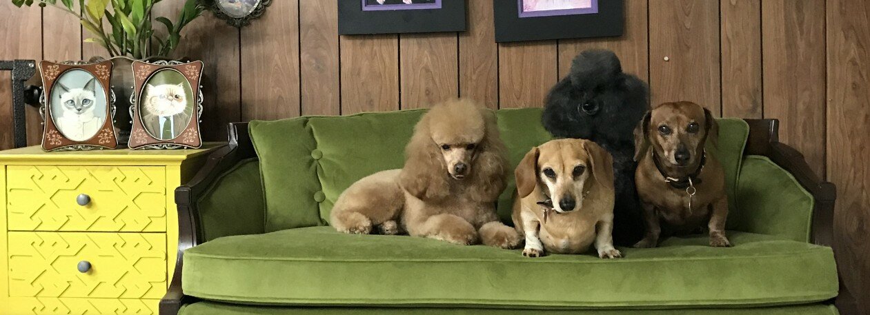 собаки на диване