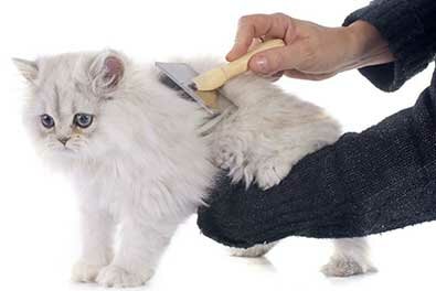 вычёсывание кошки