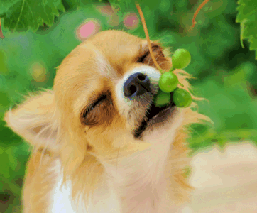 Собака и виноград