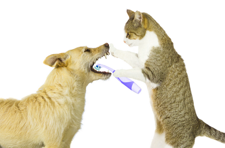 кошка чистит зубы собаке
