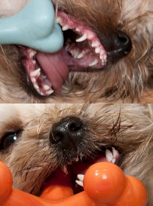 зубочистка для собак