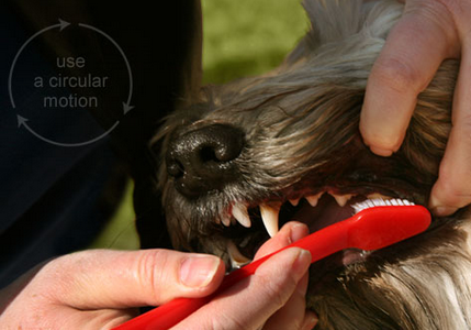 чистка зубов щёткой собаке