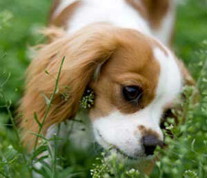 собака ест растения