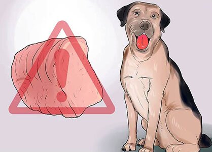 сырое мясо собаке