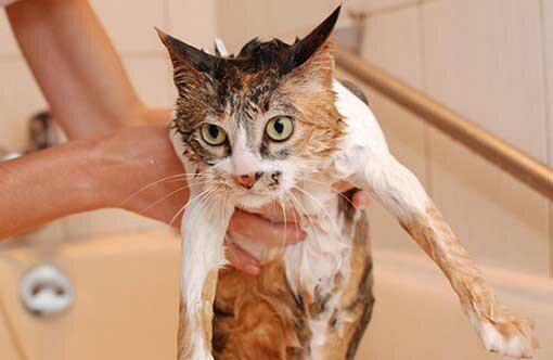 Мокрая кошка в ванне