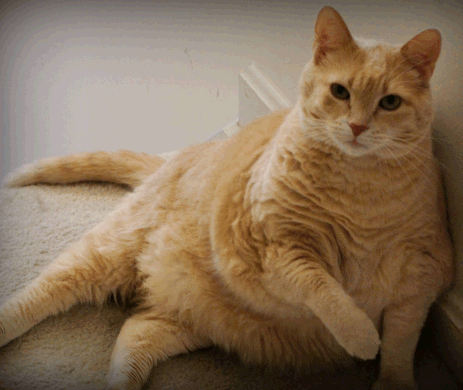 ожиревший кот
