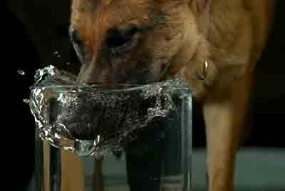 собака пьёт воду