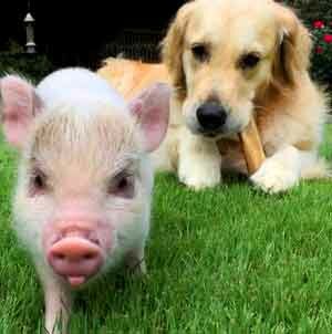 Китайская "чумная" свинина в корме для собак и кошек
