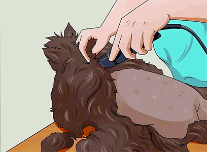 как брить коты