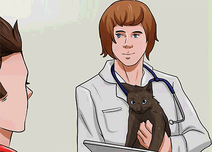 осмотр кошки у ветеринара