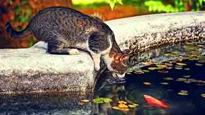 кошка пьёт воду