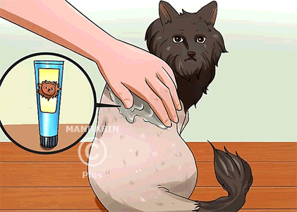 нанесение крема на кошку