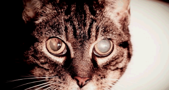 катаракта обоих глаз у кошки