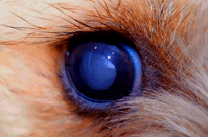 больной глаз у собаки