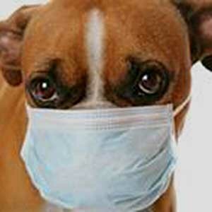 Угроза панзоотии гриппа собак!