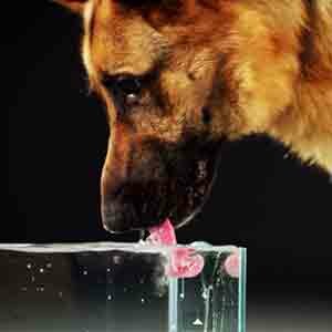 Какую воду давать собаке и кошке?