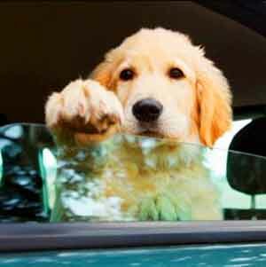 Что происходит с собакой летом в машине?